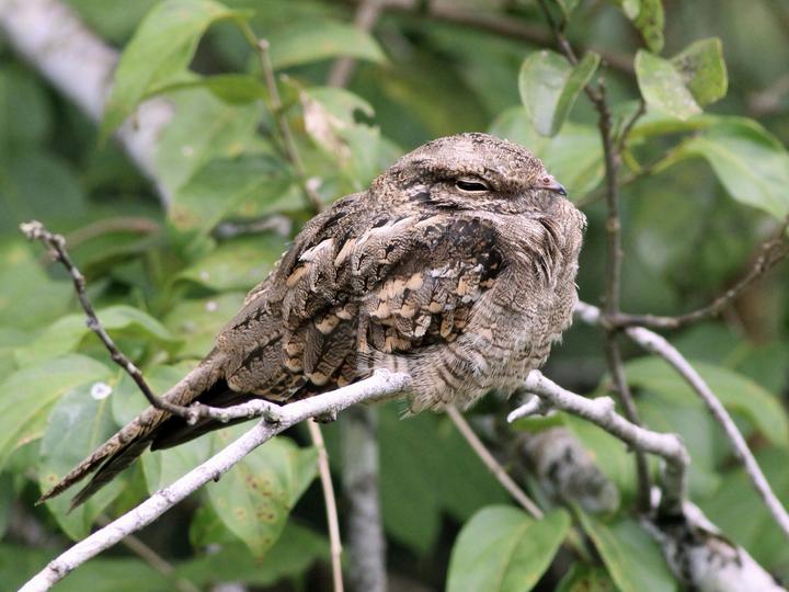 Ladder-tailed Nightjar
