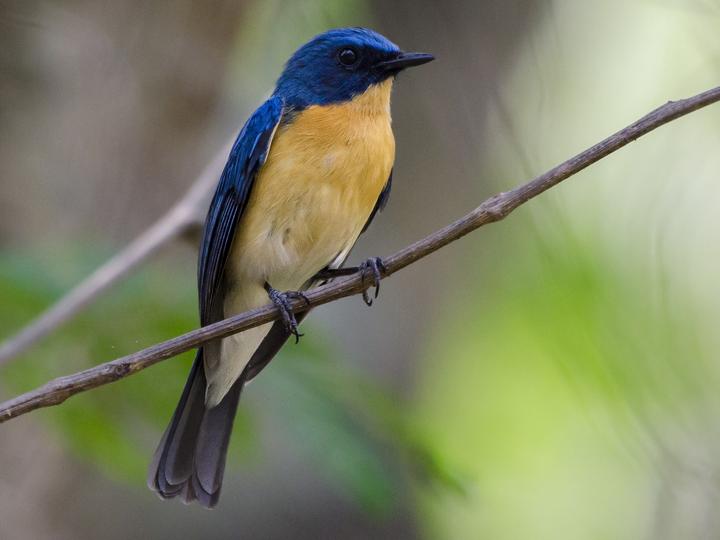 Tickell's Blue Flycatcher