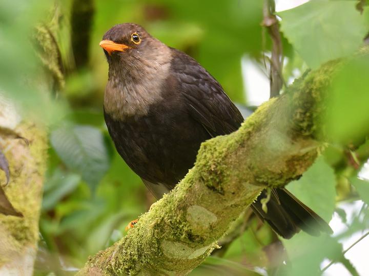 Mindanao Island Thrush