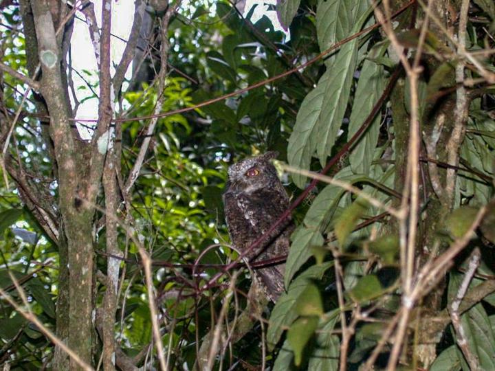 Mindanao Scops Owl