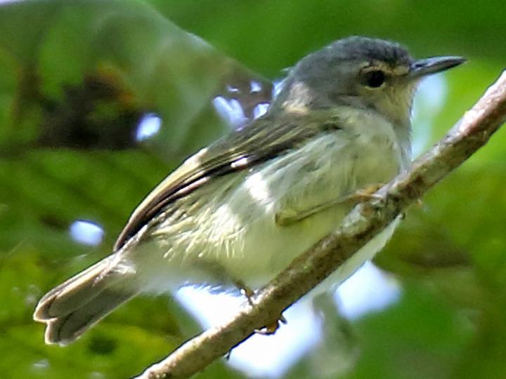 Mindanao Miniature Babbler