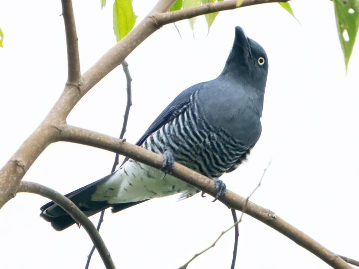 Mindanao Cuckooshrike
