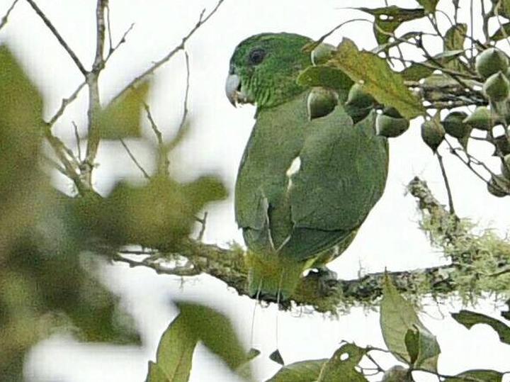Mindanao Racket-tail