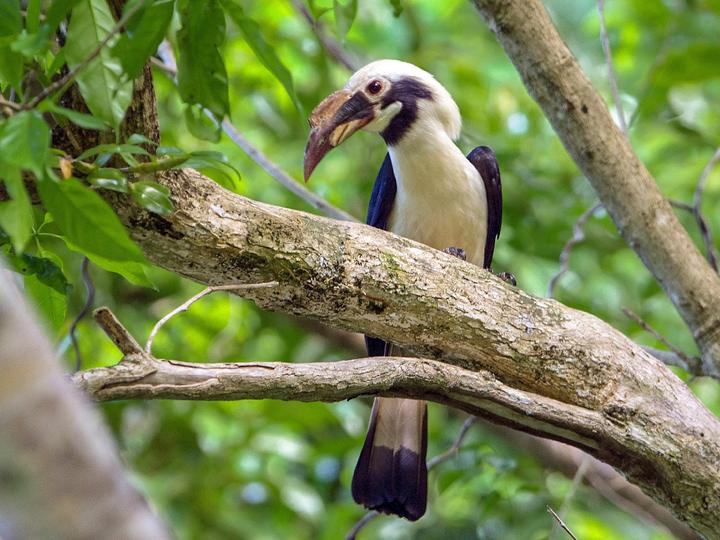 Mindanao Hornbill