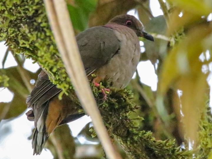 Mindanao Brown Dove