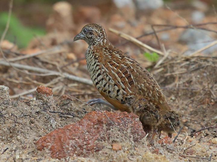 Barred Buttonquail