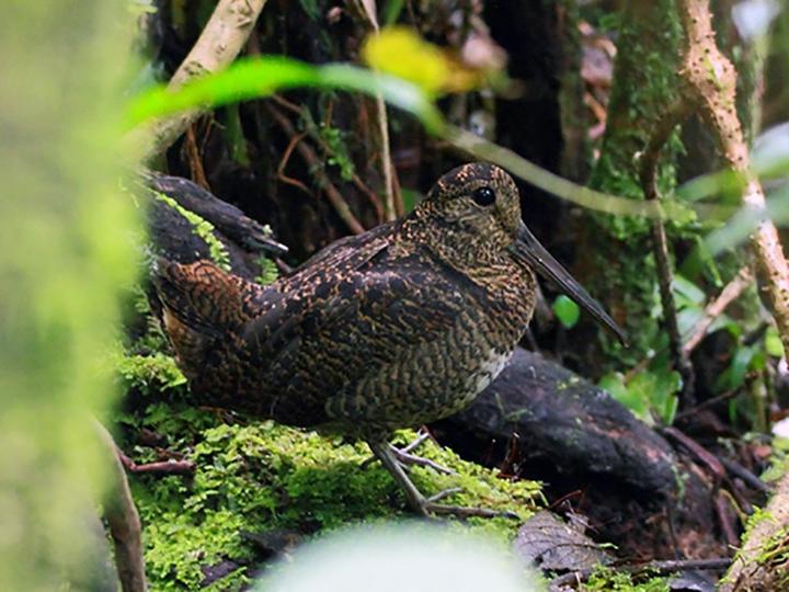 Javan Woodcock