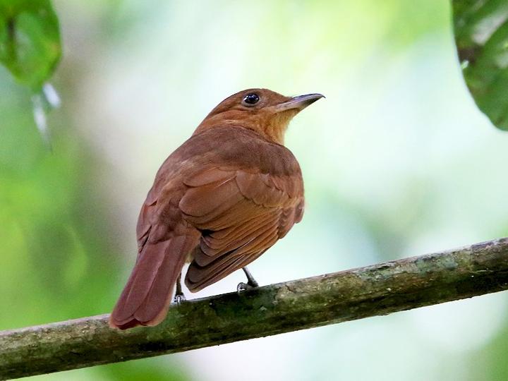 Rufous Piha