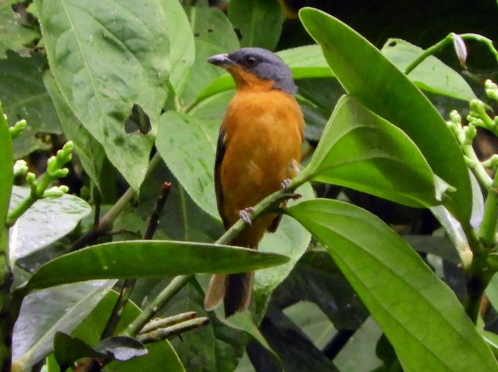 Rufous-crested Tanager