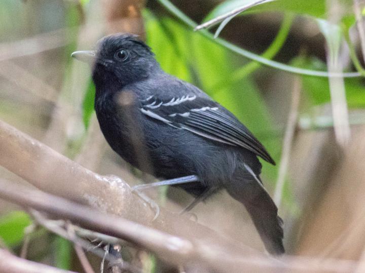 White-lined Antbird