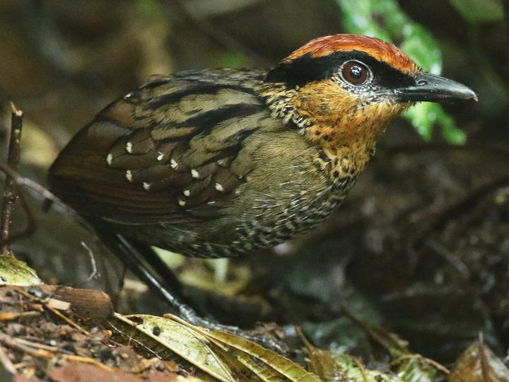 Rufous-crowned Antpitta