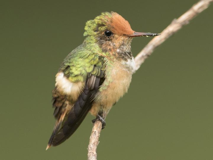 Rufous-crested Coquette