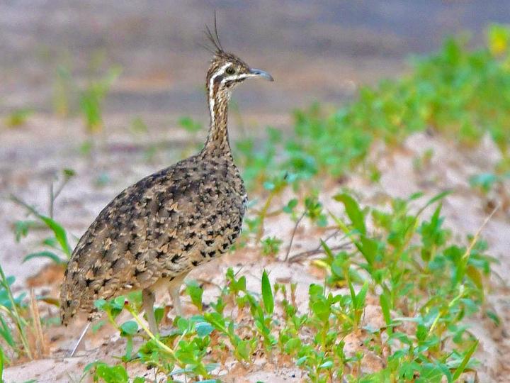 Quebracho Crested Tinamou