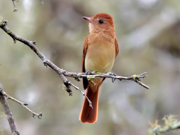 Rufous Casiornis