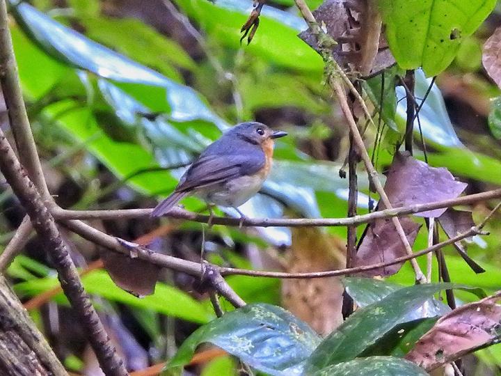 Rufous-throated Flycatcher