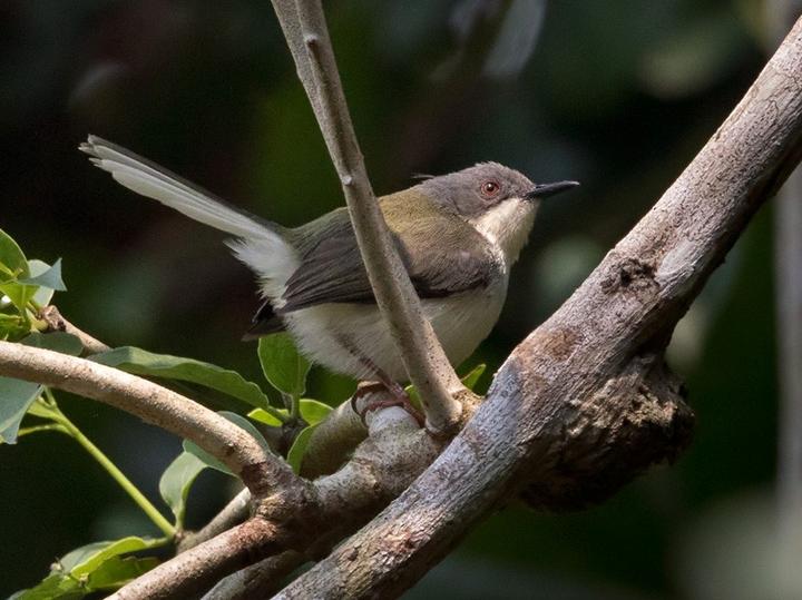Buff-throated Apalis