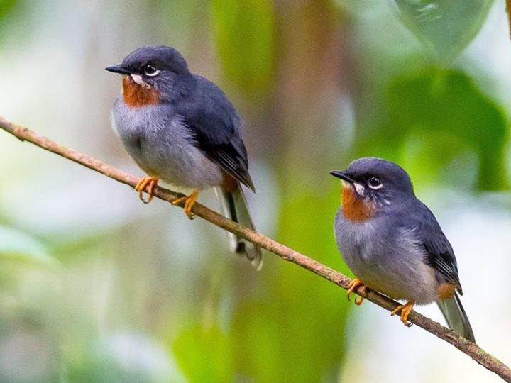 Rufous-throated Solitaire