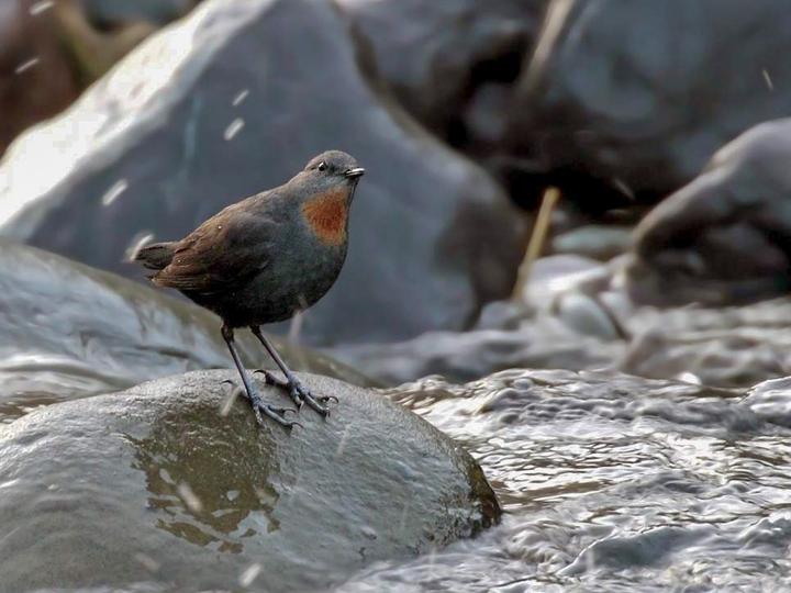 Rufous-throated Dipper
