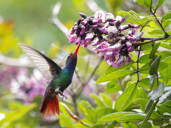 Rufous-throated Sapphire