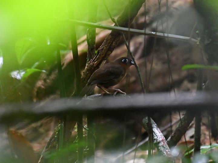 Rufous-throated Antbird