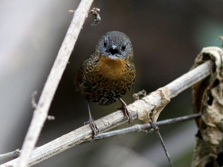 Rufous-throated Wren-Babbler