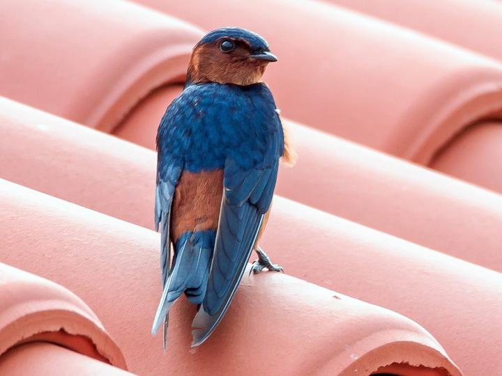Rufous-bellied Swallow