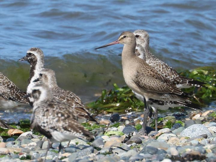 Hudsonian Godwit