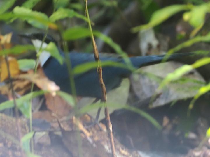 Brown-headed Jewel-babbler