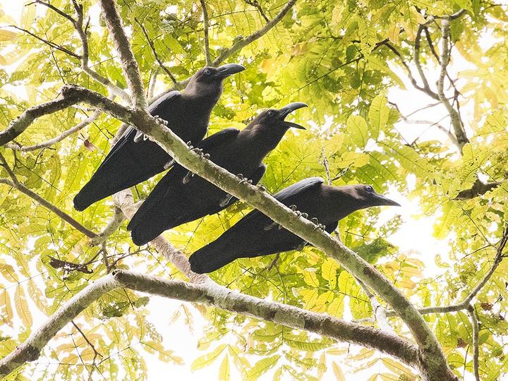 Brown-headed Crow