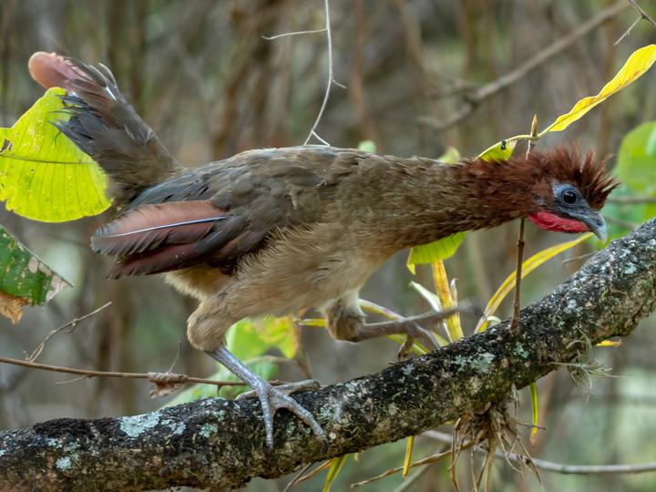 Rufous-headed Chachalaca