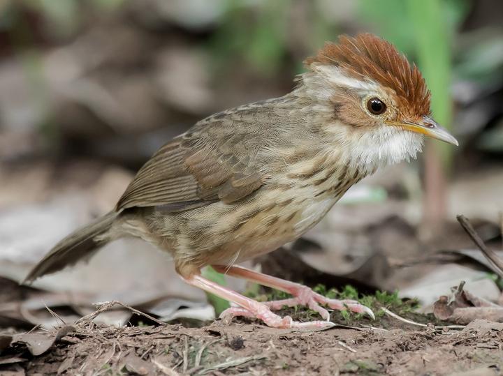 Puff-throated Babbler