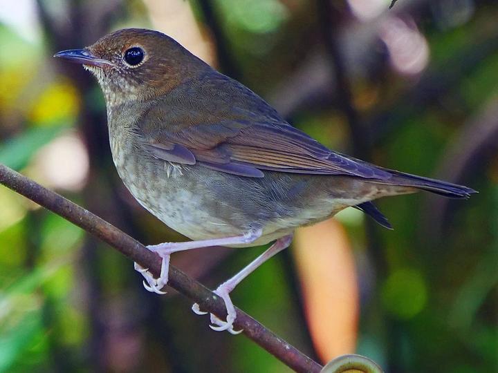 Rufous-headed Robin