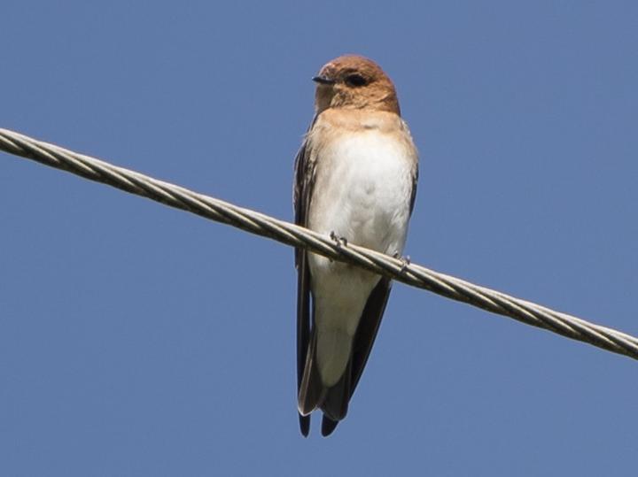Tawny-headed Swallow