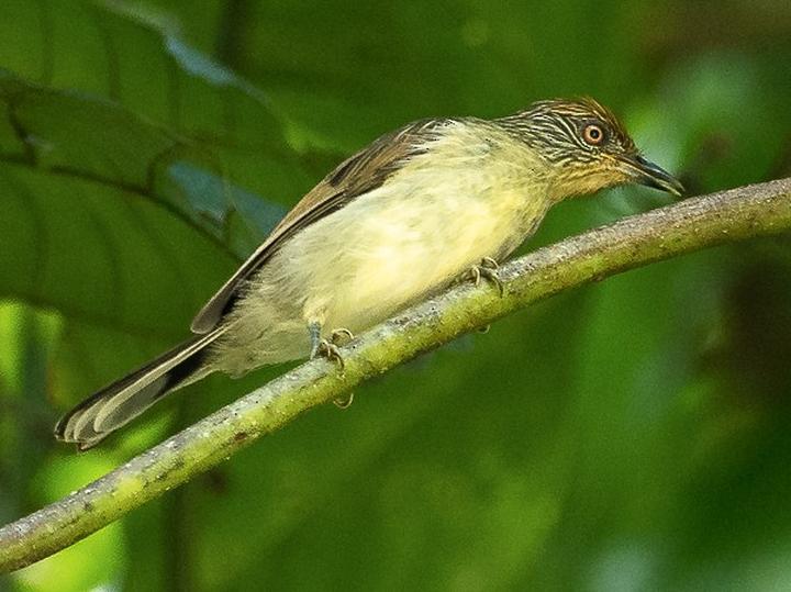 Rusty-crowned Babbler