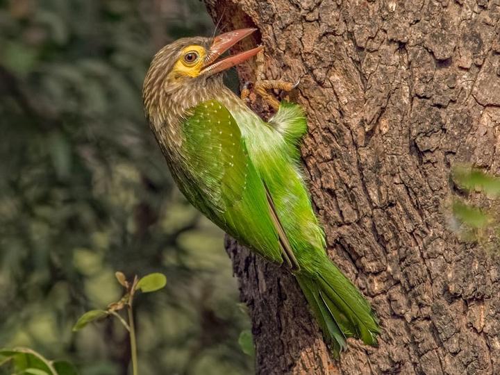 Brown-headed Barbet