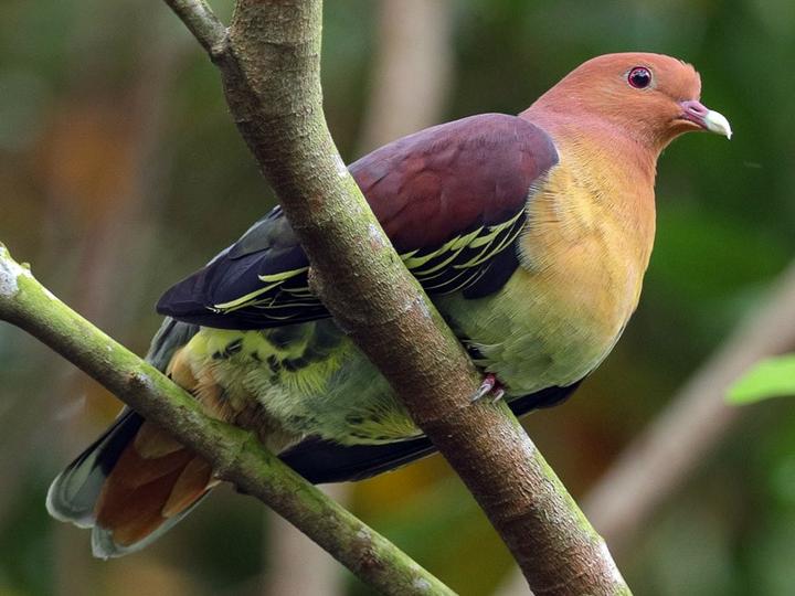 Cinnamon-headed Green Pigeon