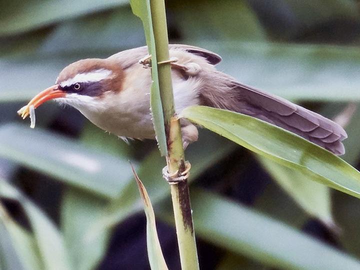Red-billed Scimitar Babbler