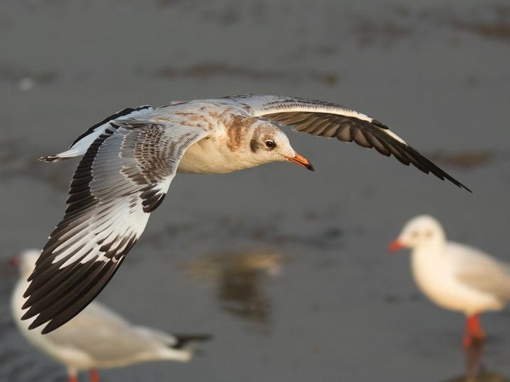Brown-headed Gull
