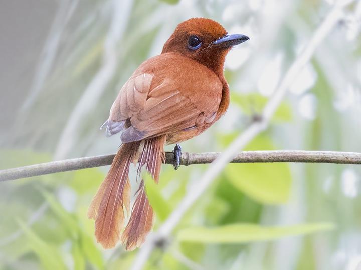 Rufous Paradise Flycatcher