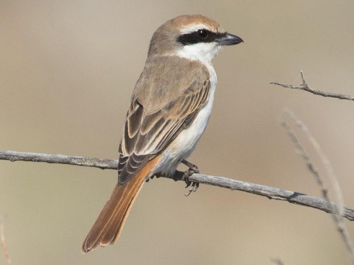 Red-tailed Shrike