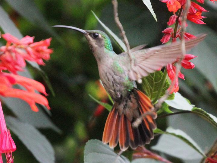 Lazuline Sabrewing