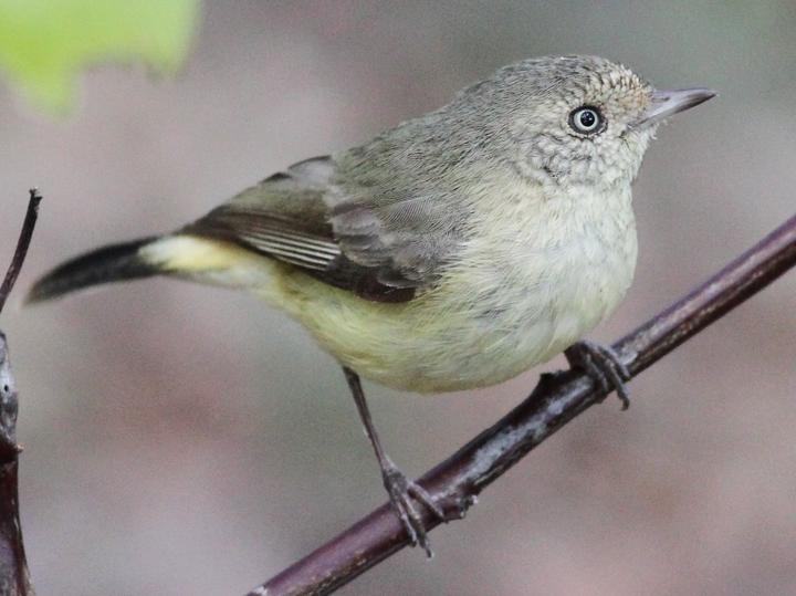 Buff-rumped Thornbill