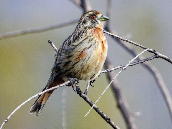 Rufous-tailed Plantcutter