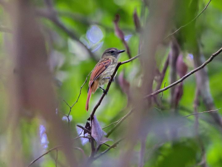 Rufous-tailed Flatbill
