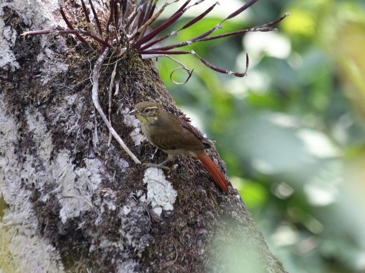 Rufous-tailed Foliage-gleaner