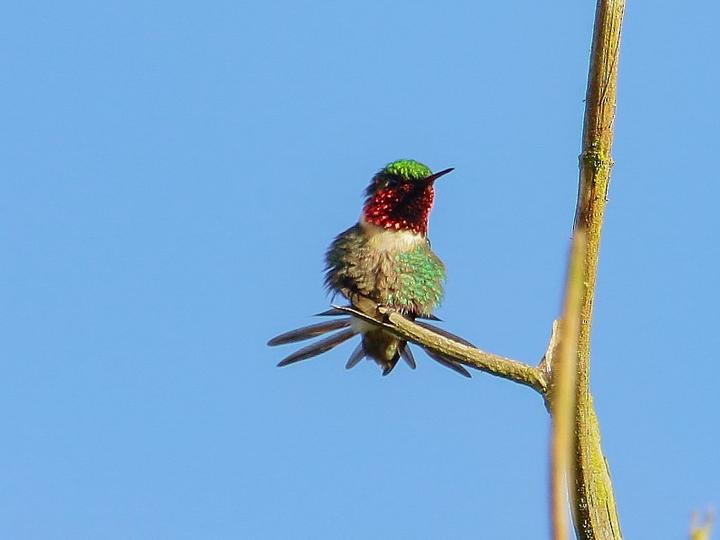 Rufous-shafted Woodstar