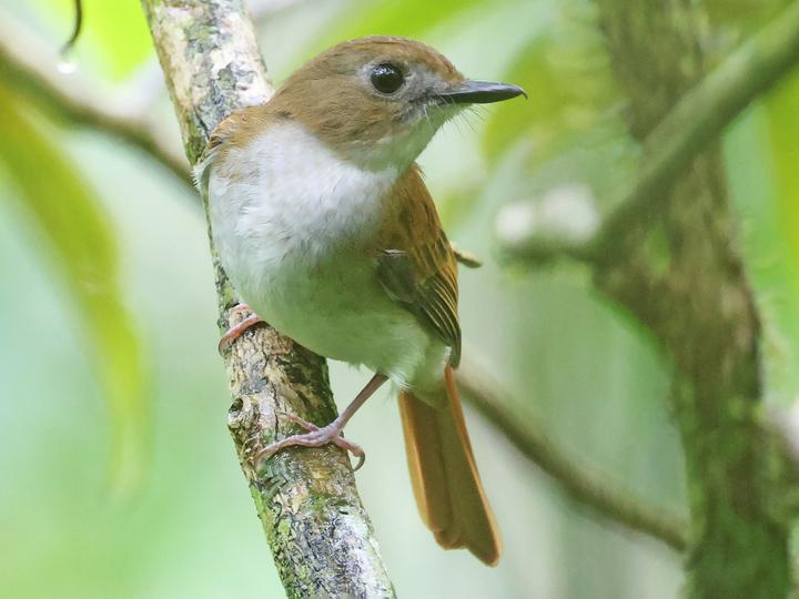 Philippine Jungle Flycatcher
