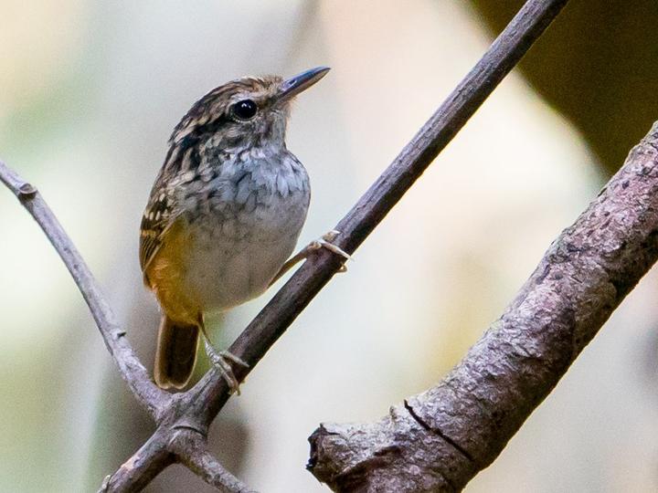 Manicore Warbling Antbird