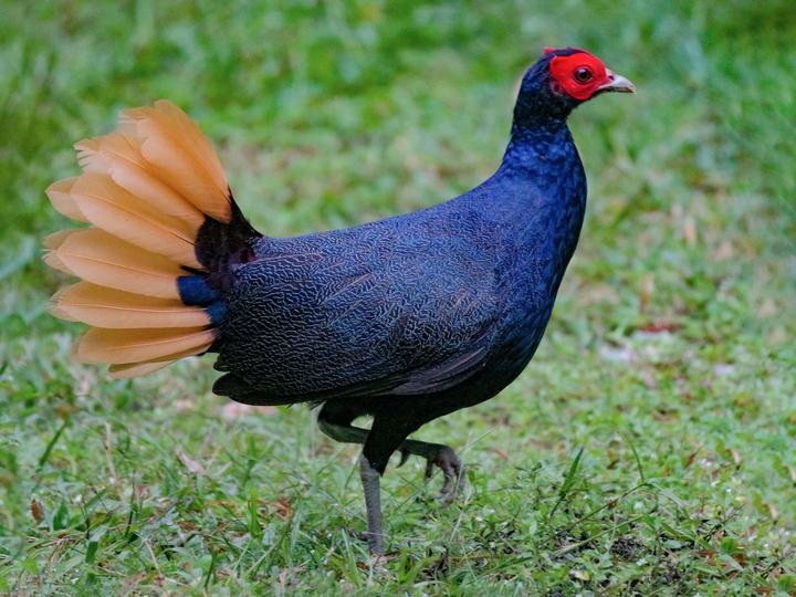 Malayan Crestless Fireback