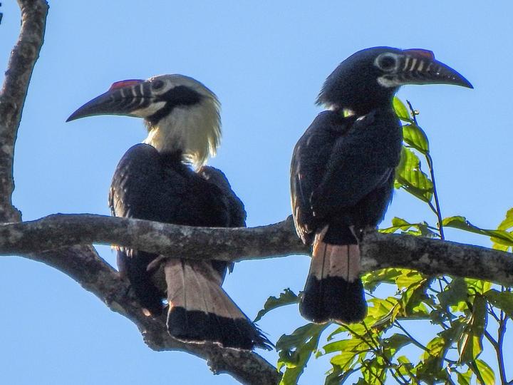 Visayan Hornbill